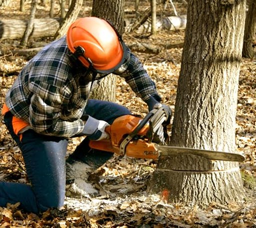 Tree Removal in Kiln, MS
